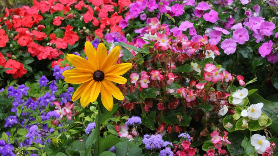 Wortbeitrag „Blumengarten“ am 7. Februar auf TIDE.radio